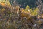 Colorado-Gunnison National Forest Red fox and scenic Art Print